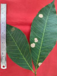 Circular leaf fall disease symptoms in plantation. &copy; Darojat, Sembawa-Palembang, 2022